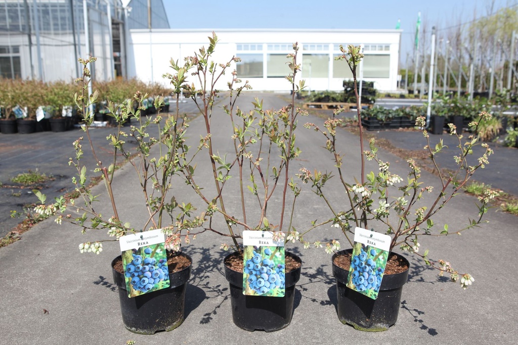 [P] Vaccinium corymbosum 'Reka' cont. 3L 30-40 cm +B