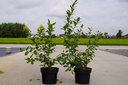 Vaccinium corymbosum 'Reka' cont. 3L 30-40 cm +f