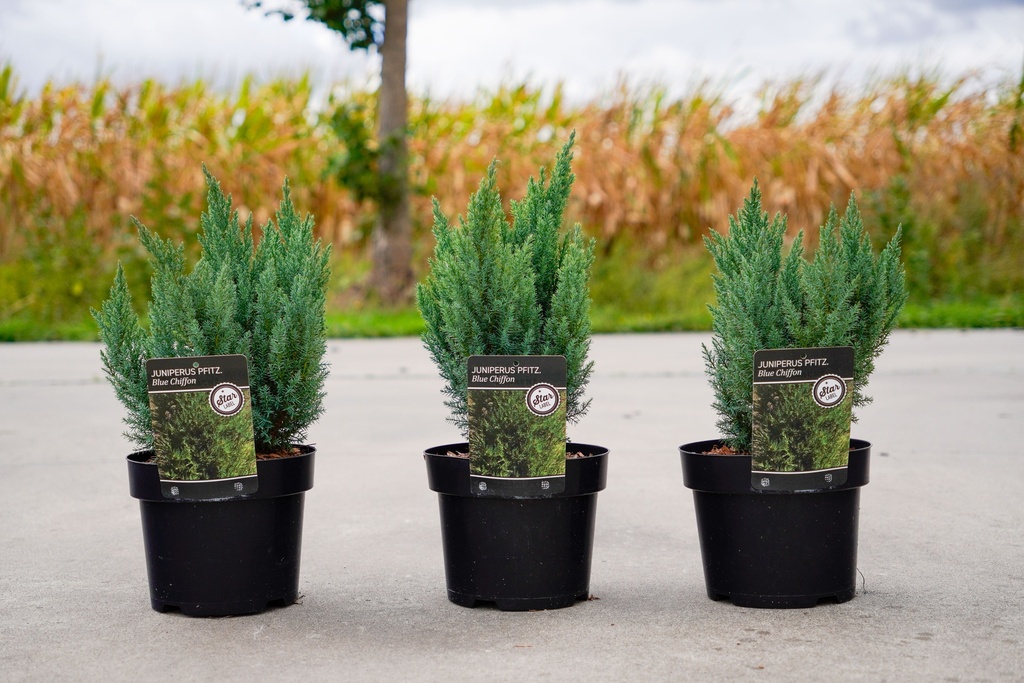 [P] Juniperus pfitzeriana 'Blue Chiffon' cont. 3L 25-30 cm +ф