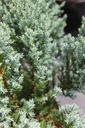 Juniperus pfitzeriana 'Blue Chiffon' cont. 3L 25-30 cm +p