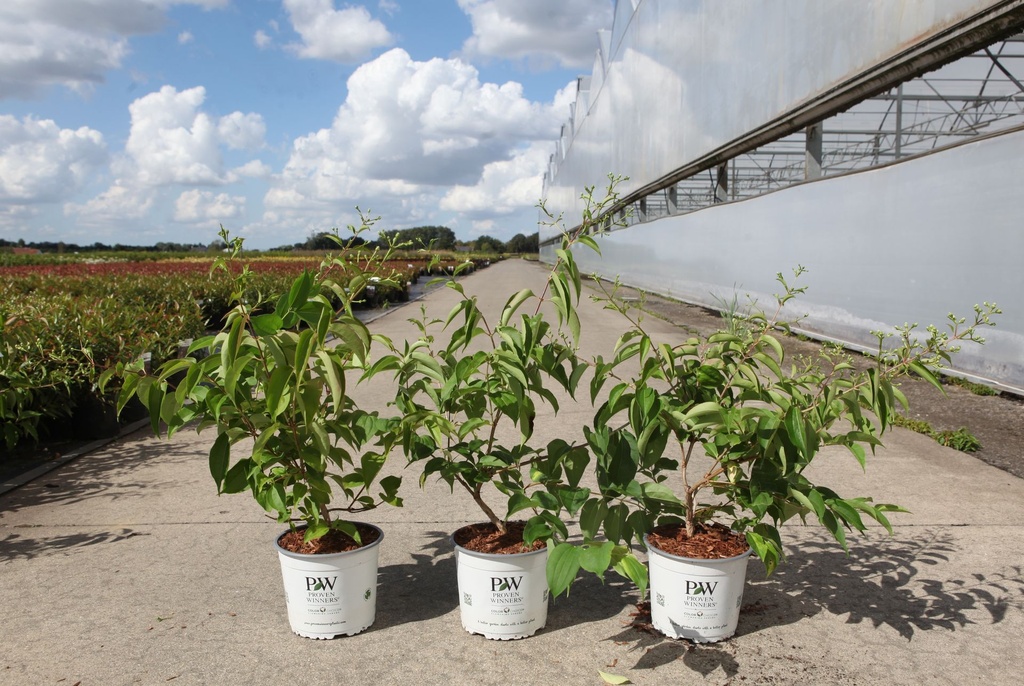[P] Heptacodium miconioides Proven Winners® TEMPLE OF BLOOM (PBR) cont. 3L Proven Winners® 40-50 cm +p