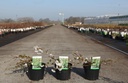 Prunus incisa 'Frilly Frock®' cont. 3,6L 30-40 cm +p