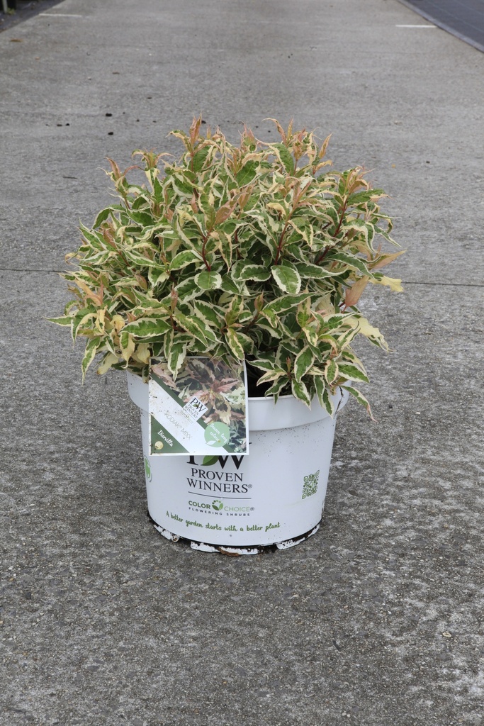 Diervilla Proven Winners® KODIAK® MIXX (PBR) cont. 10L deco 50-60 cm +p