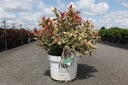 Diervilla Proven Winners® KODIAK® MIXX (PBR) cont. 10L deco 50-60 cm +ф
