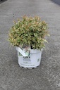 Diervilla Proven Winners® KODIAK® MIXX (PBR) cont. 10L deco 50-60 cm +p