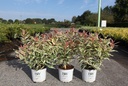 Diervilla Proven Winners® KODIAK® MIXX (PBR) cont. 3L Proven Winners® 30-40 cm +p