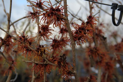 [P] Hamamelis intermedia 'Jelena' cont. 50L 150/+ cm +p