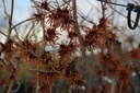 Hamamelis intermedia 'Jelena' cont. 50L 150/+ cm +f