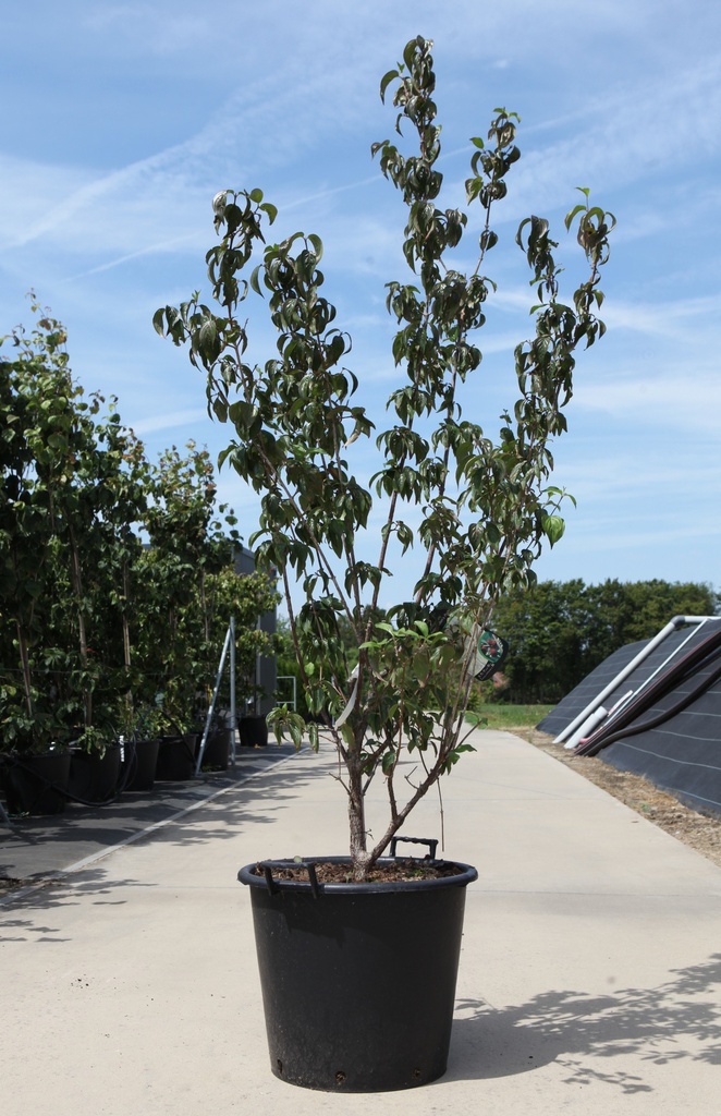 Cornus officinalis 'Robin's Pride' cont. 50L 175/+ cm +p