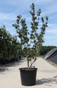 Cornus officinalis 'Robin's Pride' cont. 50L 175/+ cm +B