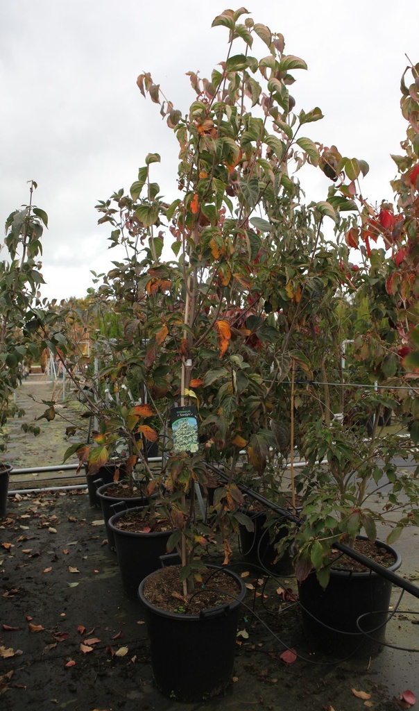 [P] Cornus (x) STARLIGHT cont. 50L 200-250 cm +p