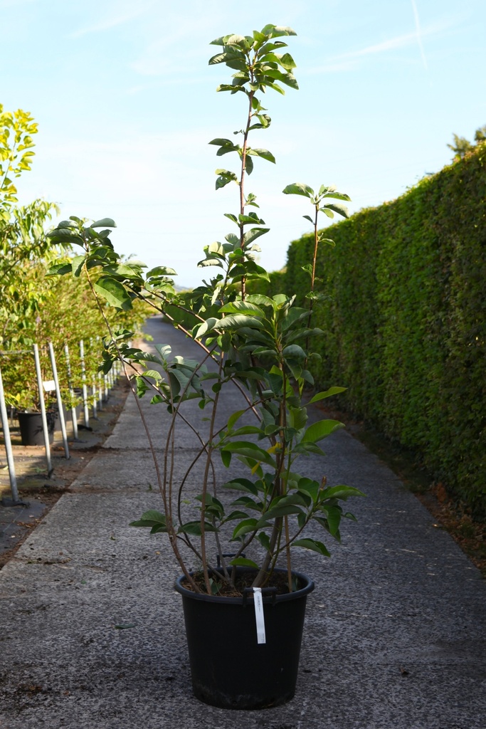 [P] Magnolia wiesneri cont. 50L 150-175 cm