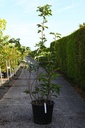 Magnolia wiesneri cont. 50L 150-175 cm