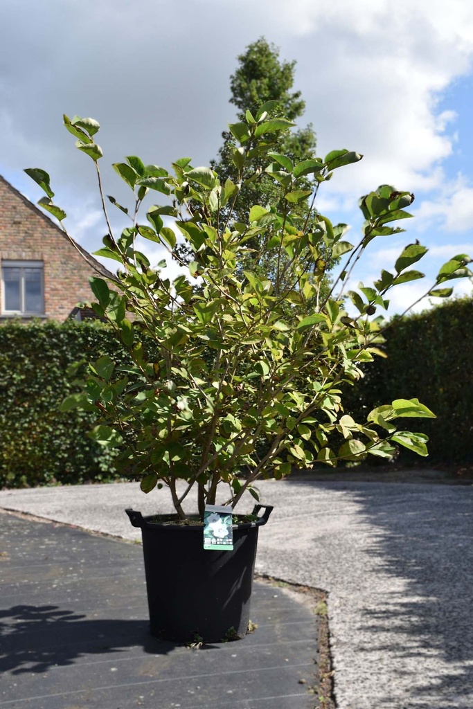 Magnolia sieboldii cont. 35L 125/+ cm