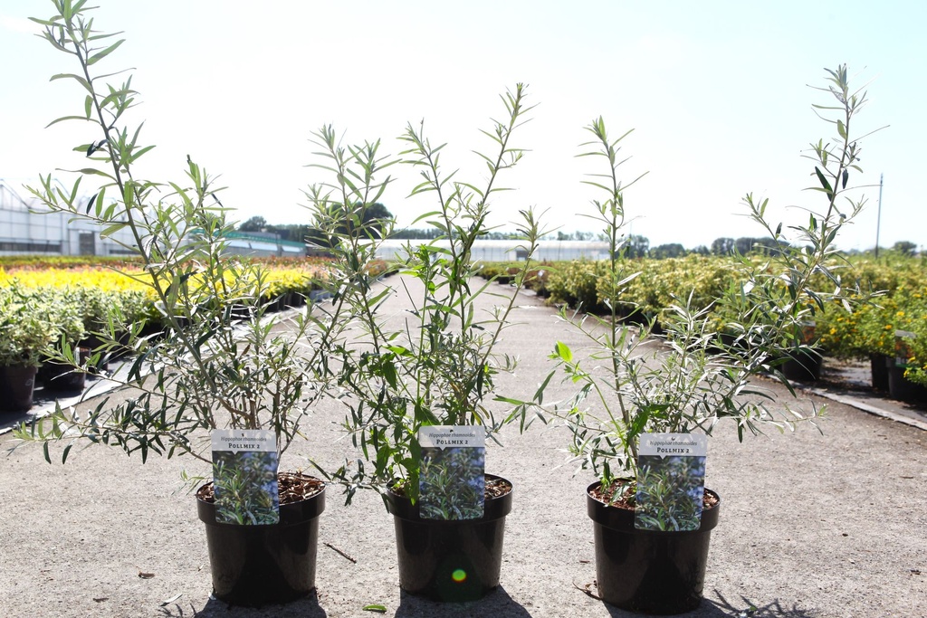 [P] Hippophae rhamnoides 'Pollmix 2' cont. 3,6L 40-50 cm (man) +f