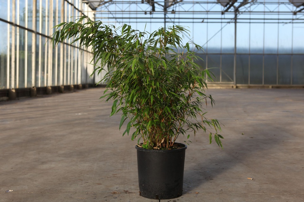 [P] Fargesia robusta 'Pingwu' cont. 12L 100/+ cm