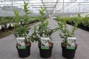 Abeliophyllum distichum cont. 3L 30-40 cm +ф