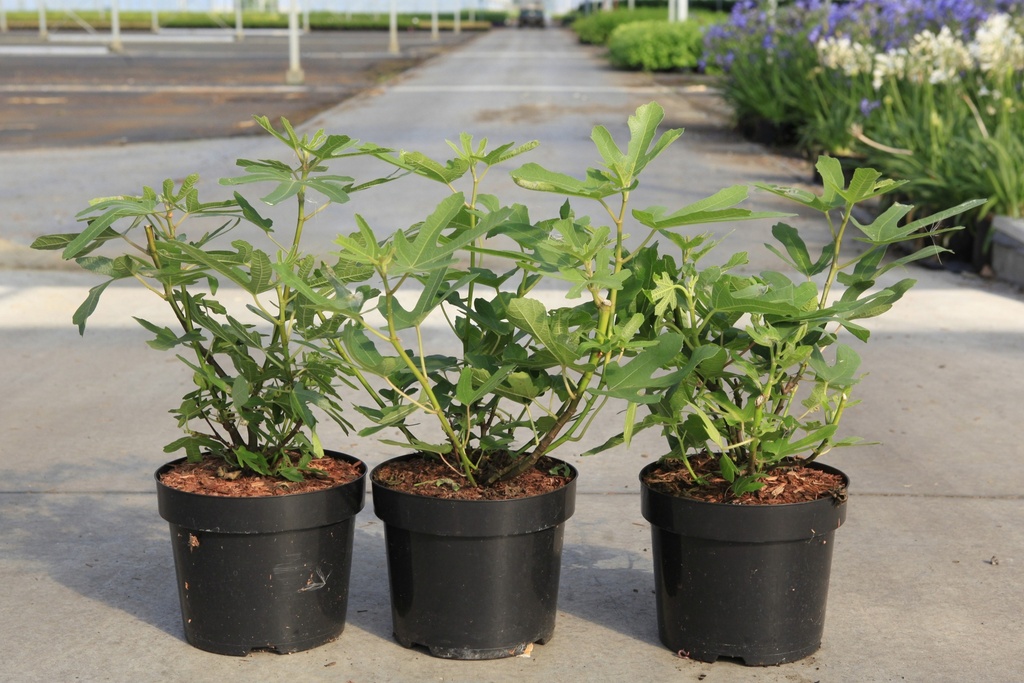 [P] Ficus carica 'Rouge de Bordeaux' cont. 3,6L 30-40 cm +B
