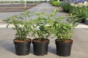 Ficus carica 'Rouge de Bordeaux' cont. 3,6L 30-40 cm +ф