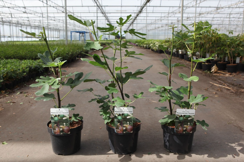 Ficus carica 'Madeleine des deux Saisons' cont. 3,6L 30-40 cm +B