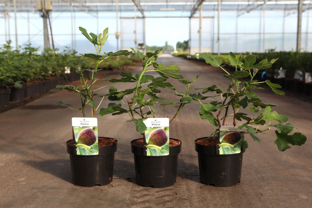 Ficus carica 'Morena' cont. 3,6L 30-40 cm +p