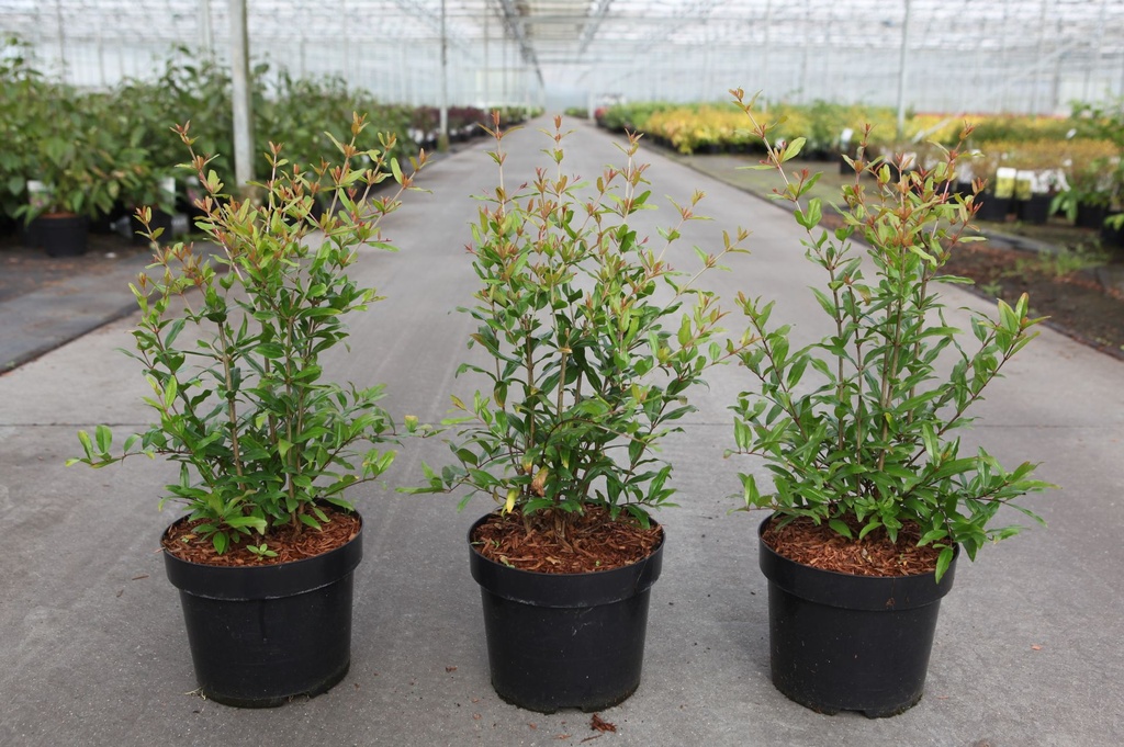 Punica granatum 'Favorite' cont. 3,6L 30-40 cm +p