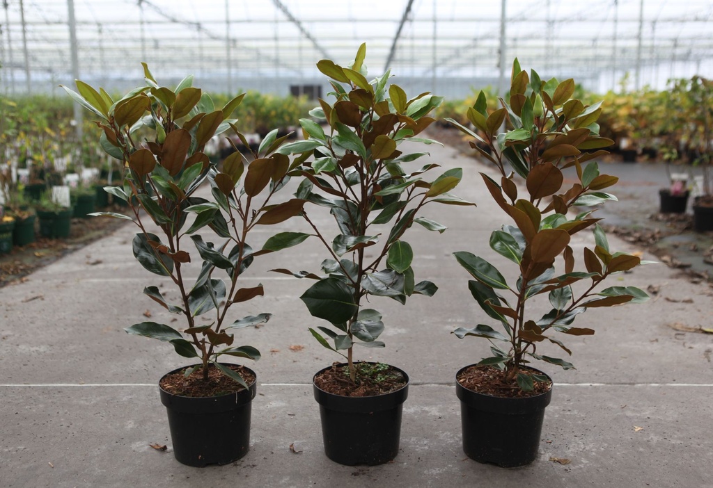 Magnolia grandiflora 'Little Gem' cont. 3,6L 40-60 cm +B
