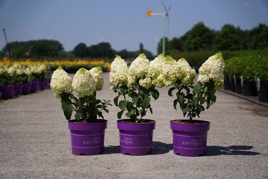 [P] Hydrangea paniculata First Editions® LITTLE HOTTIE (PBR) cont. 3,6L deco 40-50 cm +ф