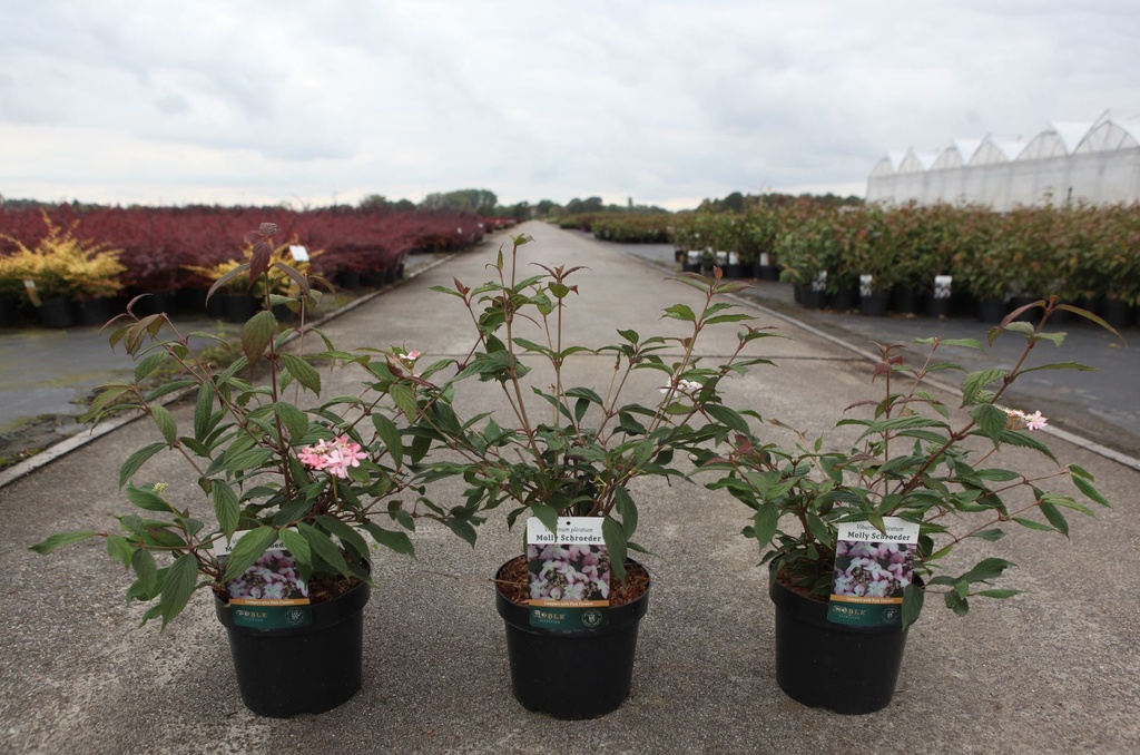 Viburnum plicatum 'Molly Schroeder' cont. 3,6L 30-40 cm +ф