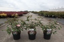 Viburnum plicatum 'Molly Schroeder' cont. 3,6L 30-40 cm +p