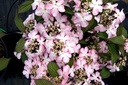 Viburnum plicatum 'Molly Schroeder' cont. 3,6L 30-40 cm +p