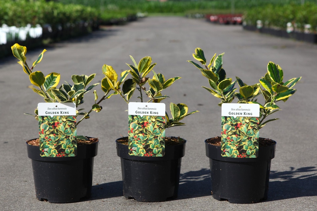 Ilex altaclerensis 'Golden King' cont. 3L 20-30 cm +B