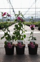 Hibiscus syriacus 'Lunar Eclipse' (PBR) cont. 3,6L 40-50 cm +p