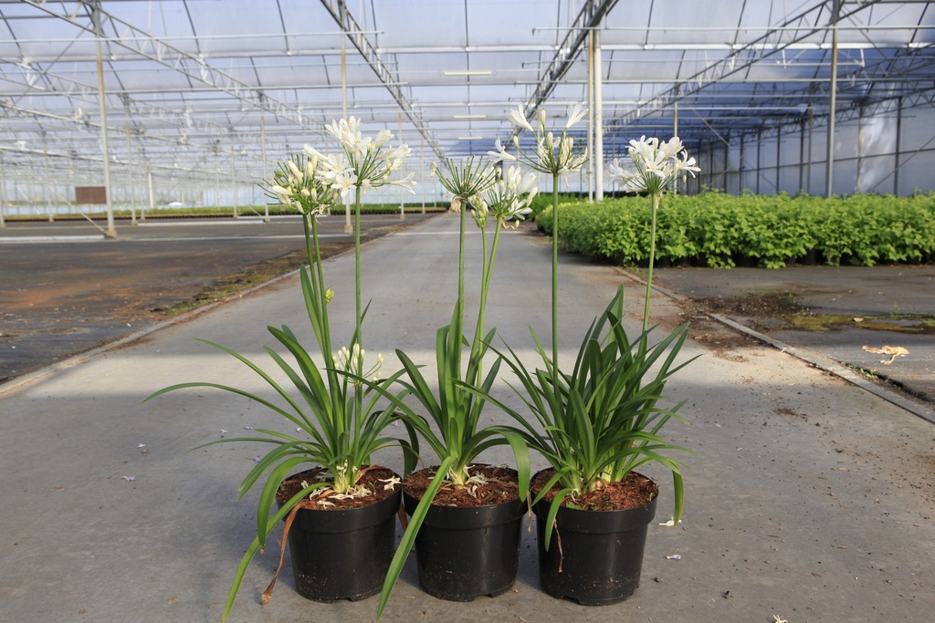 [P] Agapanthus WILLY'S WHITE cont. 3,6L (weiss) +B