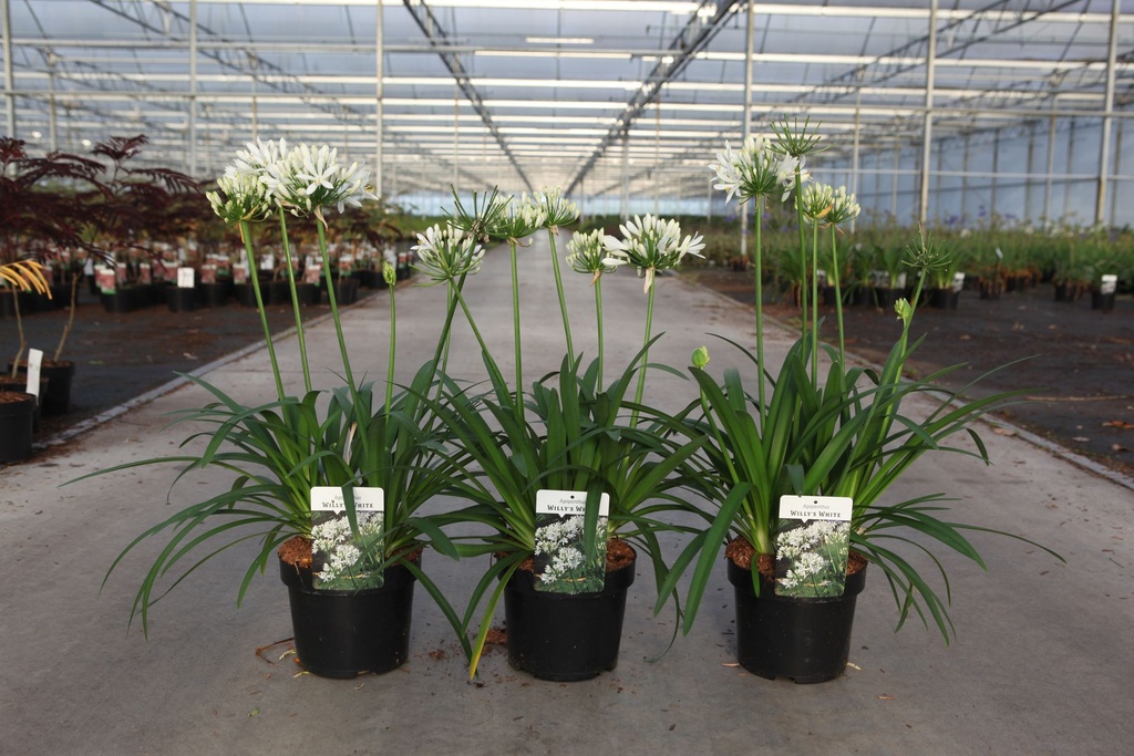 [P] Agapanthus WILLY'S WHITE cont. 3,6L (white) +p
