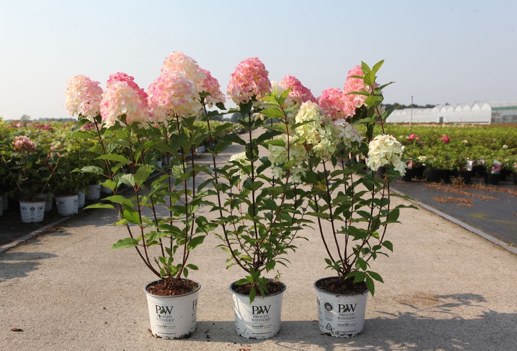 Hydrangea paniculata Proven Winners® QUICK FIRE FAB (PBR) cont. 3L déco 40-50 cm +p