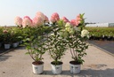 Hydrangea paniculata Proven Winners® QUICK FIRE FAB (PBR) cont. 3L deco 40-50 cm +p