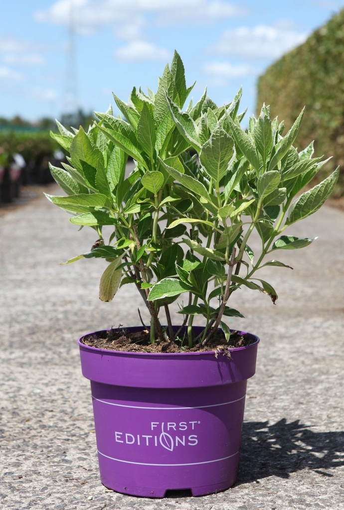 Hydrangea macrophylla First Editions® 'Light-O-Day' cont. 10L deco 50-60 cm +ф