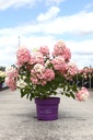 Hydrangea paniculata First Editions® 'Tickled Pink®' cont. 10L deco 60-80 cm +B