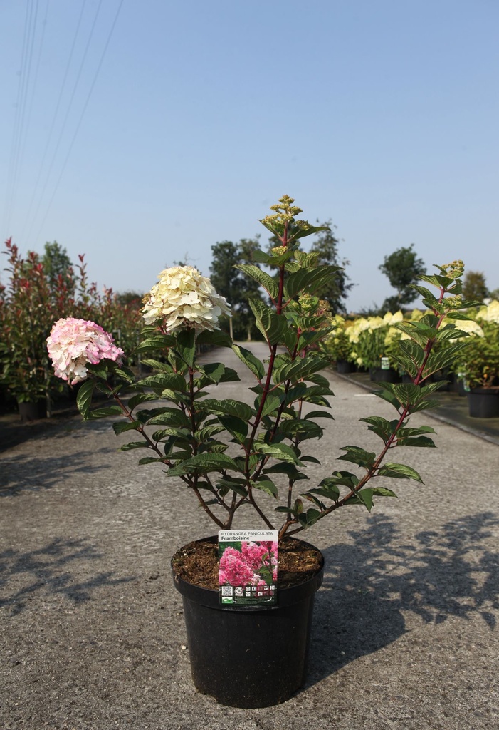 [P] Hydrangea paniculata FRAMBOISINE (PBR) cont. 10L 60-80 cm +B