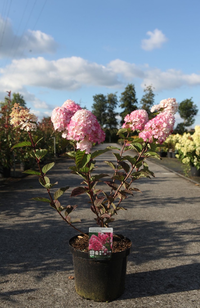 Hydrangea paniculata FRAMBOISINE (PBR) cont. 10L 60-80 cm +f