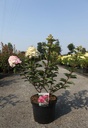 Hydrangea paniculata FRAMBOISINE (PBR) cont. 10L 60-80 cm +ф