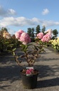 Hydrangea paniculata FRAMBOISINE (PBR) cont. 10L 60-80 cm +f