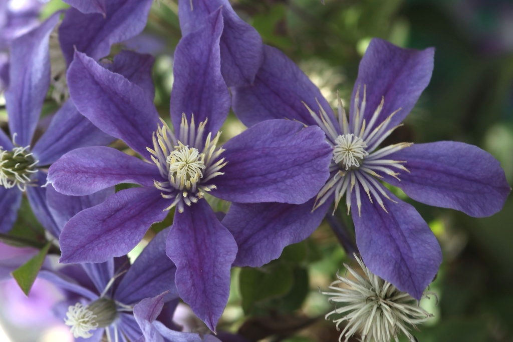[P] Clematis 'Arabella' cont. 3L haut 80-100 cm +p