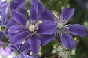 Clematis 'Arabella' cont. 3L high 80-100 cm +ф