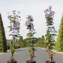 Clematis 'Arabella' cont. 3L high 80-100 cm +p
