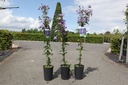 Clematis 'Arabella' cont. 3L hoog 80-100 cm +f
