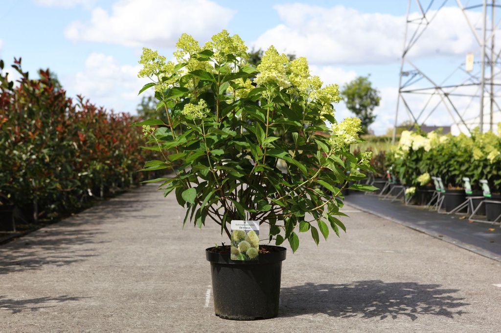 Hydrangea paniculata SKYFALL (PBR) cont. 10L 60-80 cm +ф