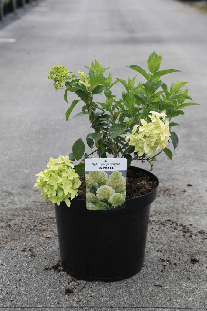 [P] Hydrangea paniculata SKYFALL (PBR) cont. 10L 60-80 cm +B