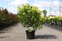 Hydrangea paniculata SKYFALL (PBR) cont. 10L 60-80 cm +ф